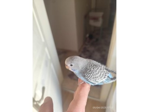 Yeni yeme düşen bebek muhabbet kuşu yavrular