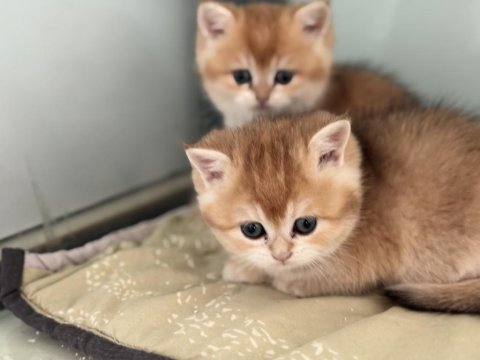 Ankaranın en kaliteli golden british shorthair yavruları