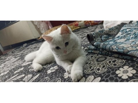 British shorthair 1 yaşında