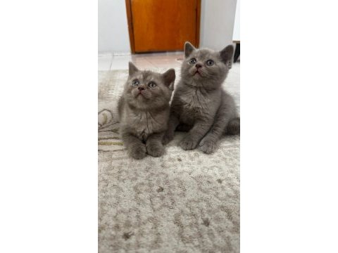 British blue point 1,5 aylık gri beyaz lila yavru
