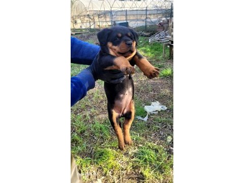 Üst düzey kalite rottweıler piyasaya göre uygun