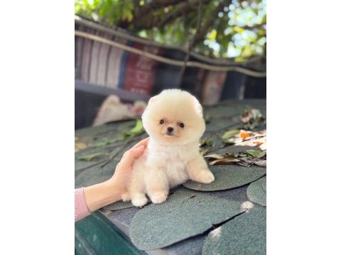 Sağlık ve ırk garantili pomeranian köpeğimiz