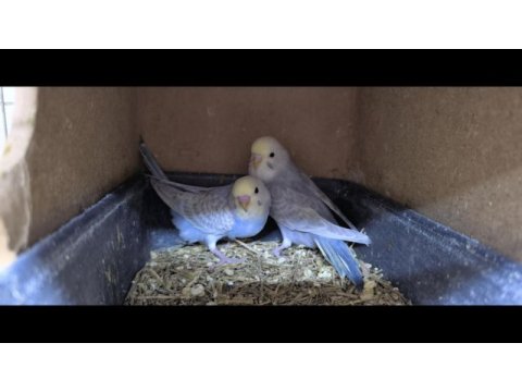 Eğitmelik ve hazır çift muhabbet kuşlar