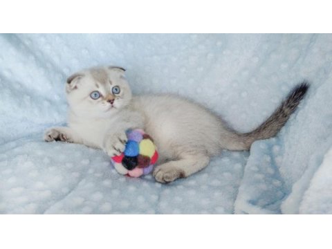 İlkbaharın en güzel scottish fold yavrusu