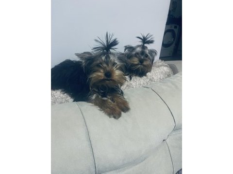 Yorkshire terrier ırkının en iyileri