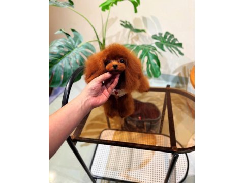 Bu poodle annenin yavrularından isteyen yazsın
