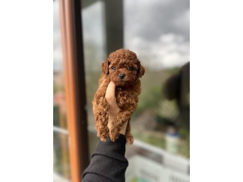 Bebek surat toy poodle
