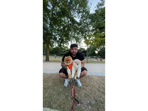 Pomeranian boo dişi ayı surat