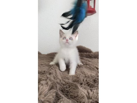 British shorthair kızlarımız