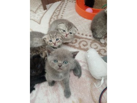 British shorthair ve longhair yavrularım