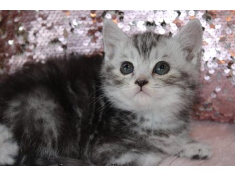 British shorthair 55 günlük