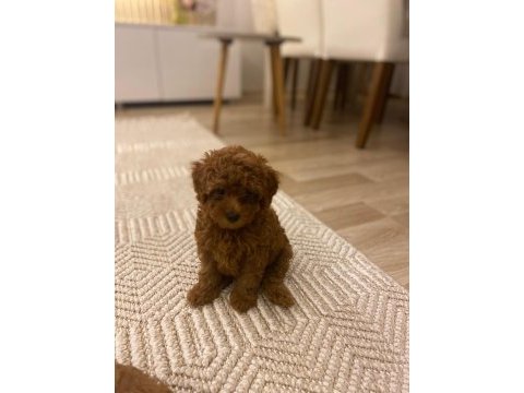 Dişi poodle köpeğimiz