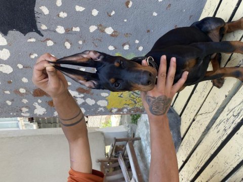 3 aylık dişi a segment doberman