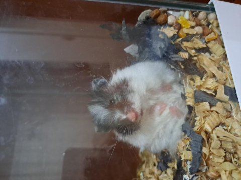 Hamster anaç
