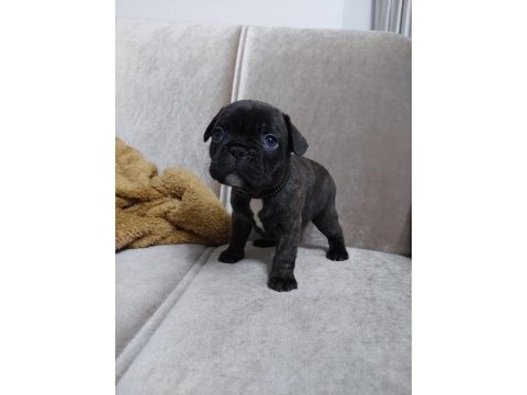 Fransız bulldog yavrular
