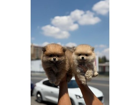Ankaranın en seçkin pomeranian boo yavruları