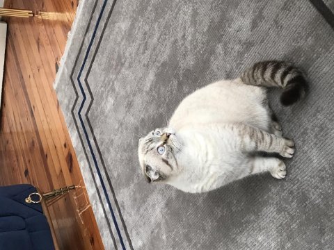 Scottish fold kızım pera ücretli ilandır