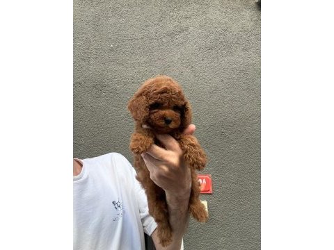 Kore teacup poodle
