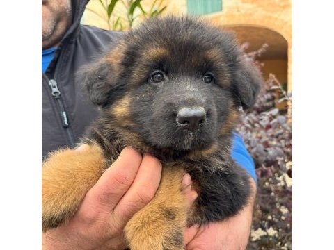 Alman çoban köpeği yavruları 