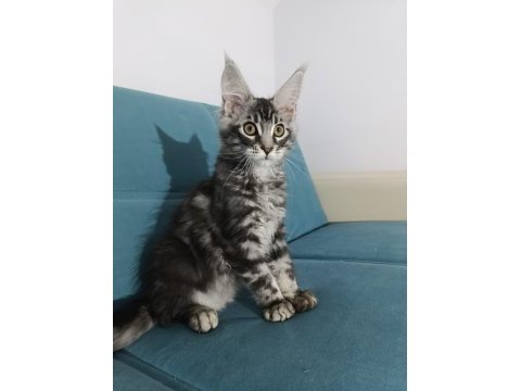 Uyguna vereceğim dev maine coon yavruları