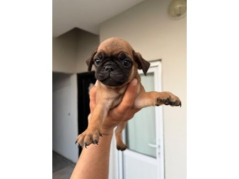 Sağlık ve ırk garantili pug mops yavrumuz 