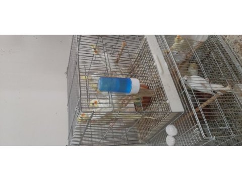 Albino ve lutino sultan papağanı yavrular
