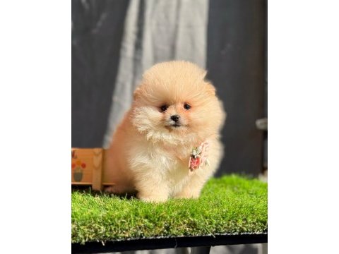 Safkan pomeranian yavru köpekler