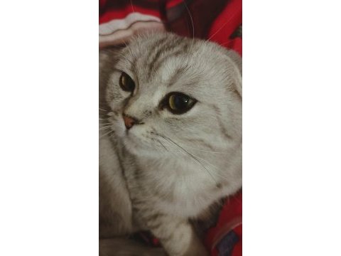 Göz bebeği scottish fold kedimiz