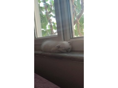 Safkan blue point scottish fold son erkek yavrumuz