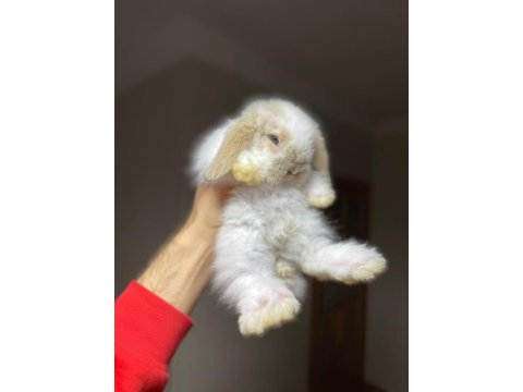 Sağlan hollanda mini ve cüce tavşan