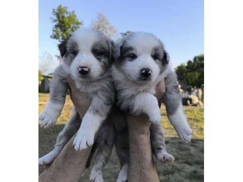 Çok özel mavi gözlü merle border collie yavrular