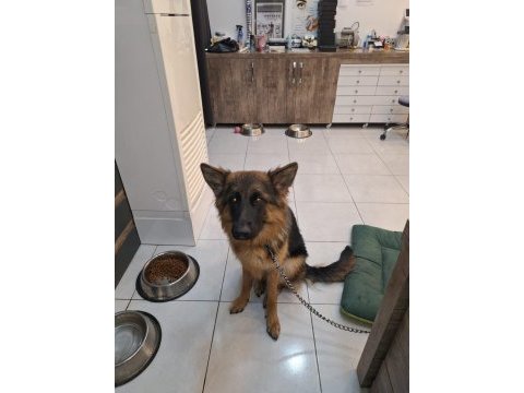 Pomeranian boo 60 günlük