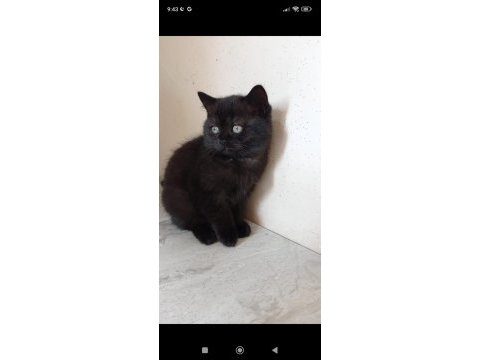 Sahiplendirme british shorthair