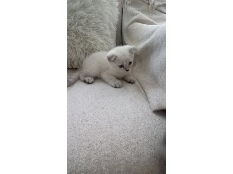 Sevimli scottish fold kediciklerim