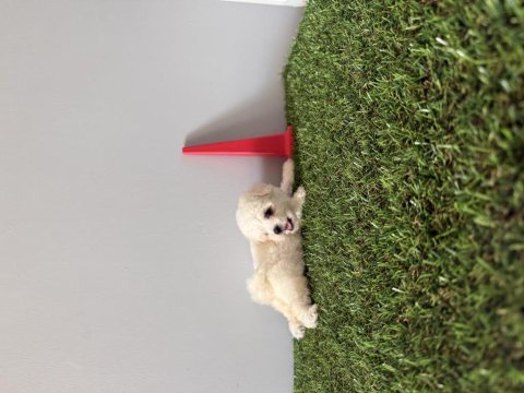 Bichon frise teacup