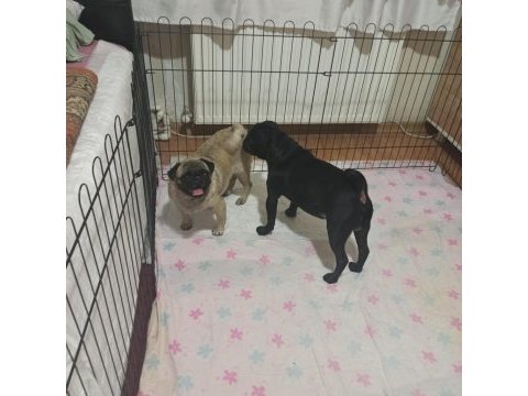 50 günlük pug yavrularımız sahiplendirilecektir