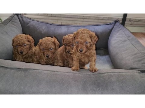 Orjinal toy poodle gel gör al git