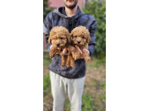 Poodle bebek köpeklerimiz