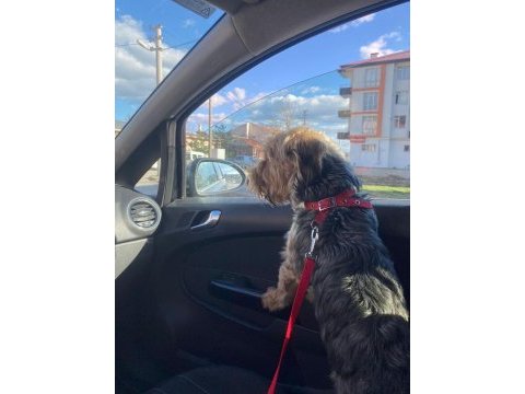 2 yaşında cipi ve aşıları var erkek yorkshire terrier