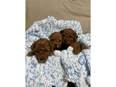 Irk sağlık ve kilo garantili safkan poodle bebeğim