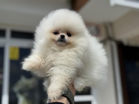 Petmode köpek çiftliğinden tea cup teddy pomeranian