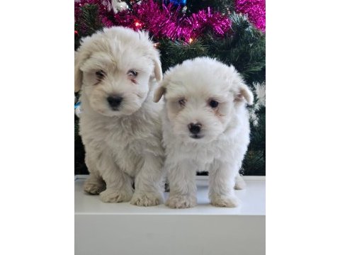Maltese terrier yavrular