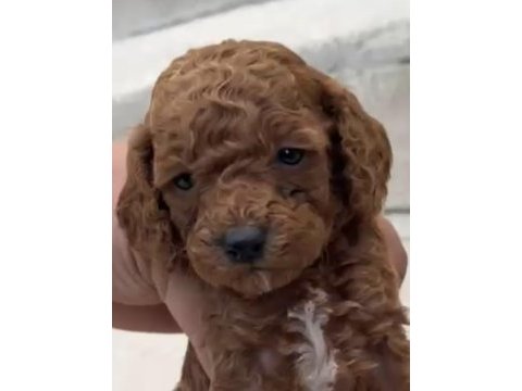Red brown poodle yavrular