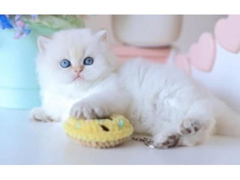 Köpük silver british longhair