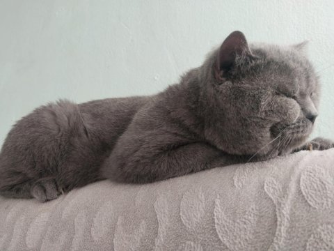 British shorthair 4 yaşında