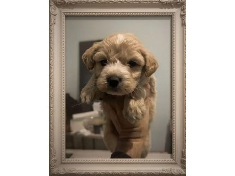 Dünya tatlısı maltipoo yavrular ırk garantili