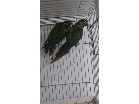 Ele kola alıştırmalık konur