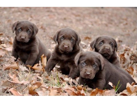 Labrador retriever bebeklerimiz evinizin neşesi olacaktır
