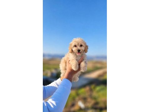 Maltipoo güzellikler
