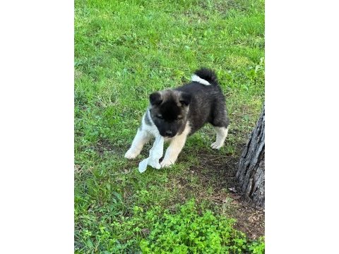 A kalite ayı gibi akita yavrular